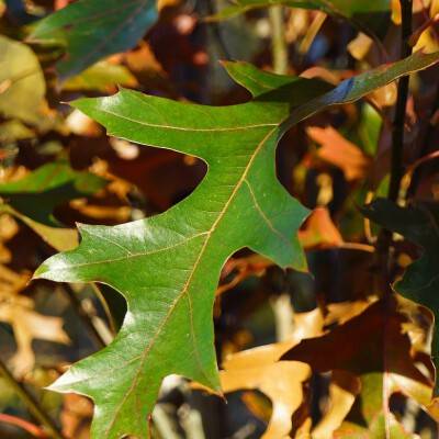 Quercus palustris 'Pringreen' (2)